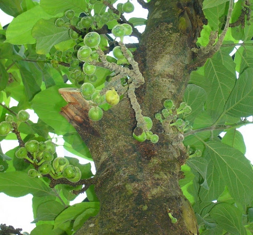 Cây Ngái. Ficus hispida L. f. - Cây Thuốc Nam Quanh Ta